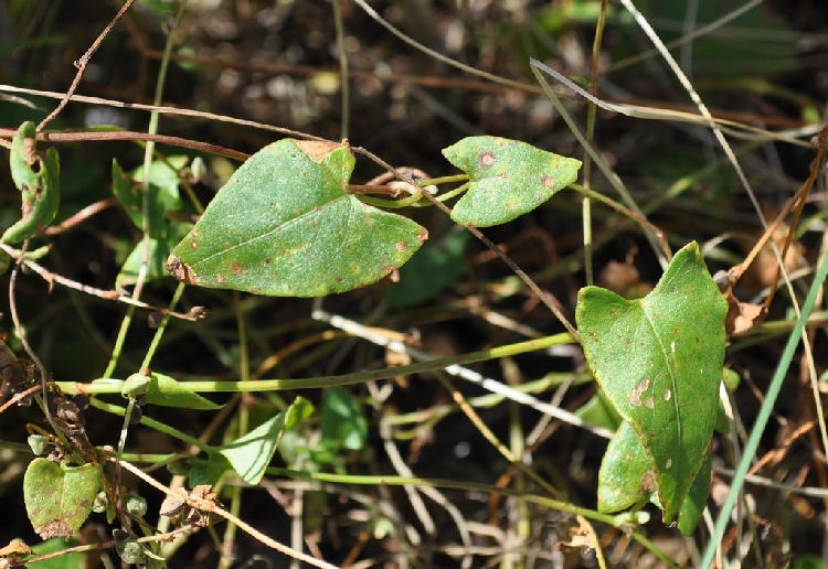 Polygonum Convolvulus Nedir? Polygonum Convolvulus Nedir?