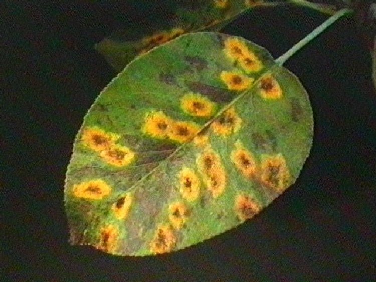 Armut Memeli Pas Hastalığı (Gymnosporangium sabinae) Armut Memeli Pas Hastalığı (Gymnosporangium sabinae)