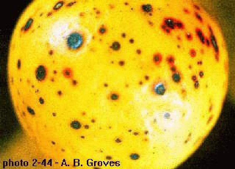 Siyah Su Kabarcığı Kanseri (Siyah Pox) (Helminthosporium papulosum) Siyah Su Kabarcığı Kanseri (Siyah Pox) (Helminthosporium papulosum)