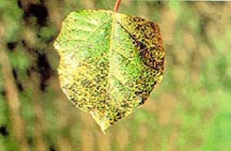 Mycosphaerella Yaprak Lekesi Hastalığı (Mycosphaerella Pyri) Mycosphaerella Yaprak Lekesi Hastalığı (Mycosphaerella Pyri)