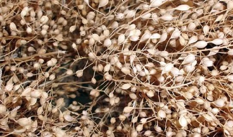 Camelina Sativa Nedir? Camelina Sativa Nedir?