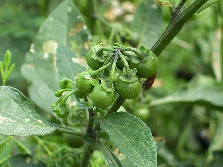 Solanum Nigrum Nedir? Solanum Nigrum Nedir?