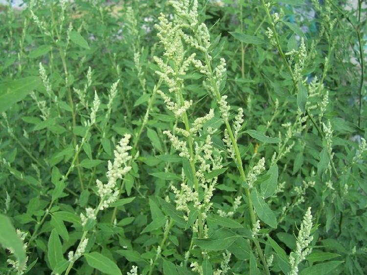 Chenopodium Album Nedir? Chenopodium Album Nedir?