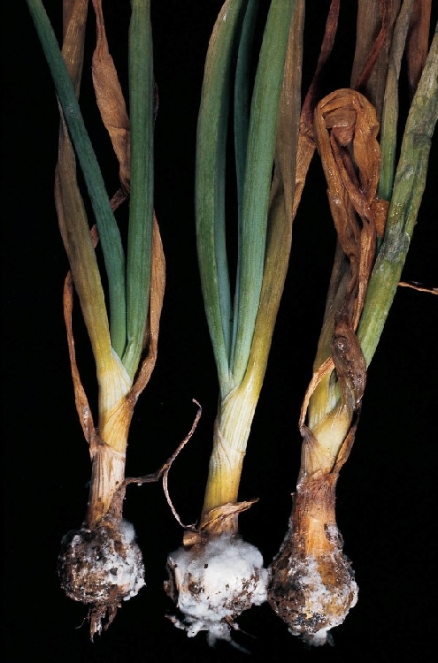 Peronospora Destructor Nedir? Peronospora Destructor Nedir?