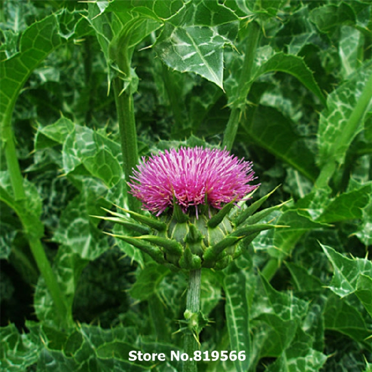 Silybum Marianum Nedir? Silybum Marianum Nedir?