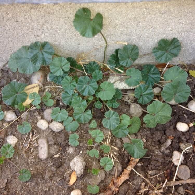 Malva Neglecta Nedir? Malva Neglecta Nedir?