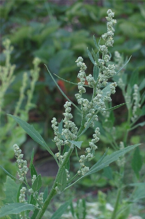 Chenopodium Botrys Nedir? Chenopodium Botrys Nedir?