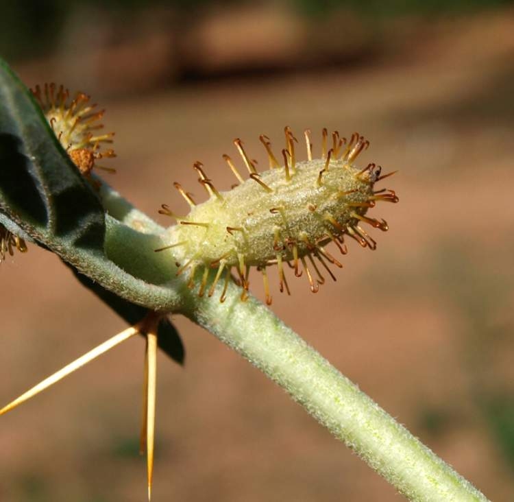 Xanthium Spinosum Nedir? Xanthium Spinosum Nedir?