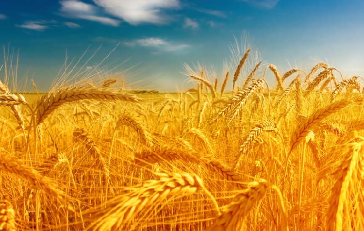 Buğday Ve Arpa Gübrelemesi Ne Zaman ve Nasıl Yapılır? Buğday Ve Arpa Gübrelemesi Ne Zaman ve Nasıl Yapılır?