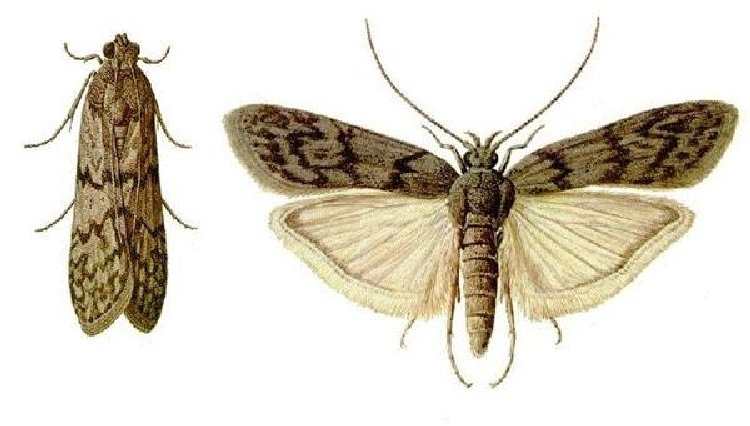 Değirmen Güvesi (Ephestia Kuehniella Z.) Depo Zararlısı Değirmen Güvesi (Ephestia Kuehniella Z.) Depo Zararlısı