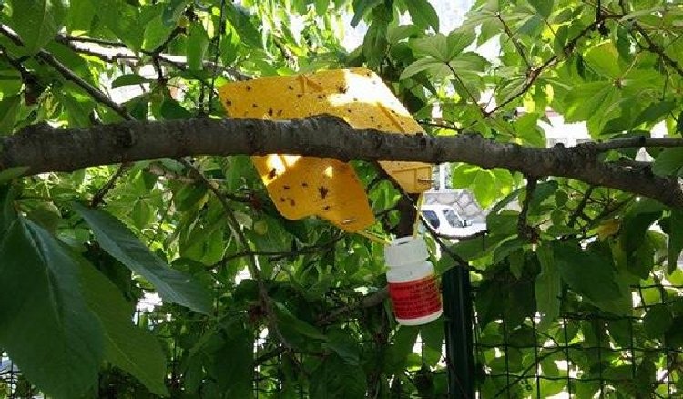 Sarı YapıŸkan Tuzakların Avantajları Nelerdir ? ile ilgili görsel sonucu