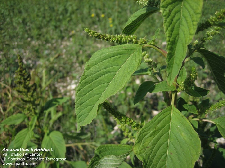 Amaranthus Hybridus Nedir? Amaranthus Hybridus Nedir?