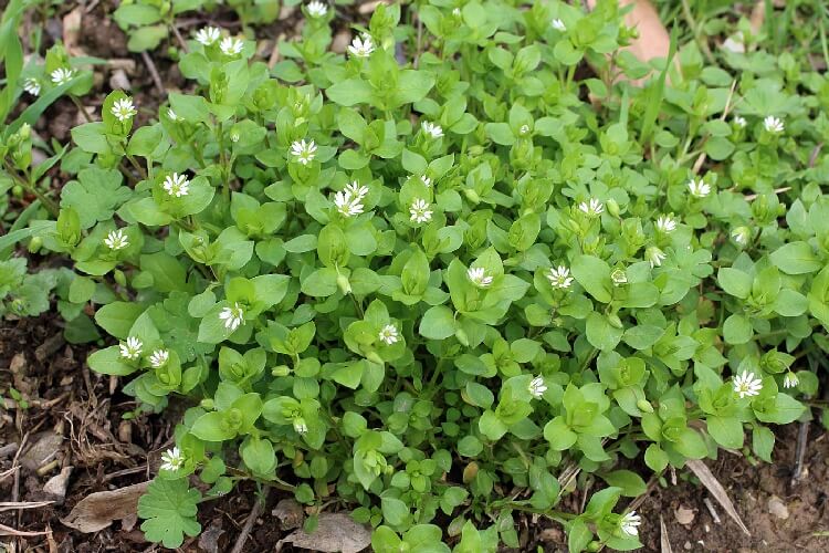 Stellaria Media Nedir? Stellaria Media Nedir?