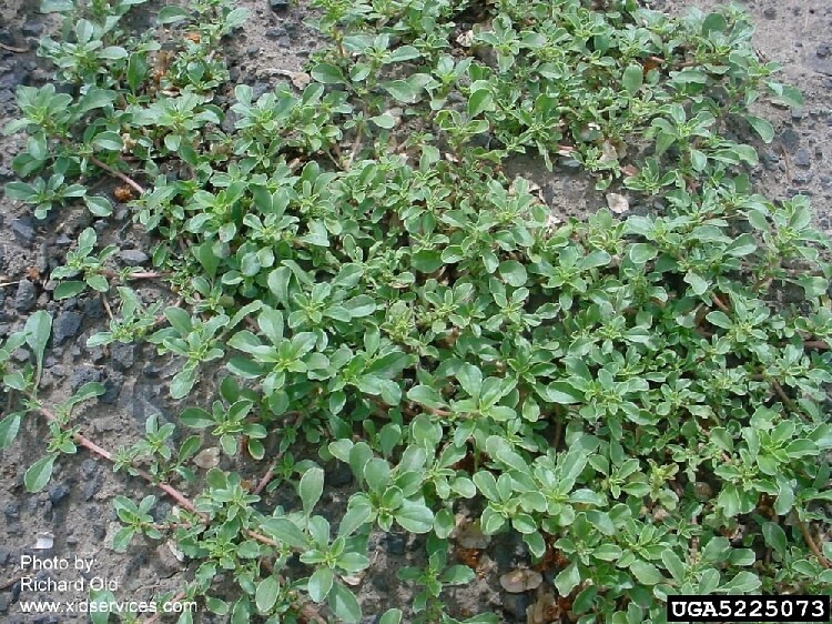 Amaranthus Blitoides Nedir? Amaranthus Blitoides Nedir?