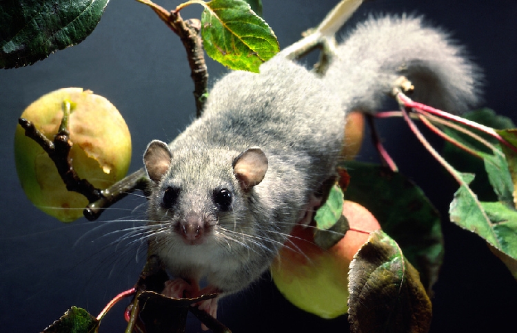 Yediuyur (Glis glis L.) Yediuyur (Glis glis L.)