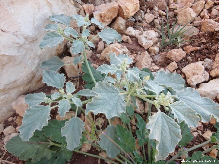 Chrozophora Tinctoria Nedir? Chrozophora Tinctoria Nedir?