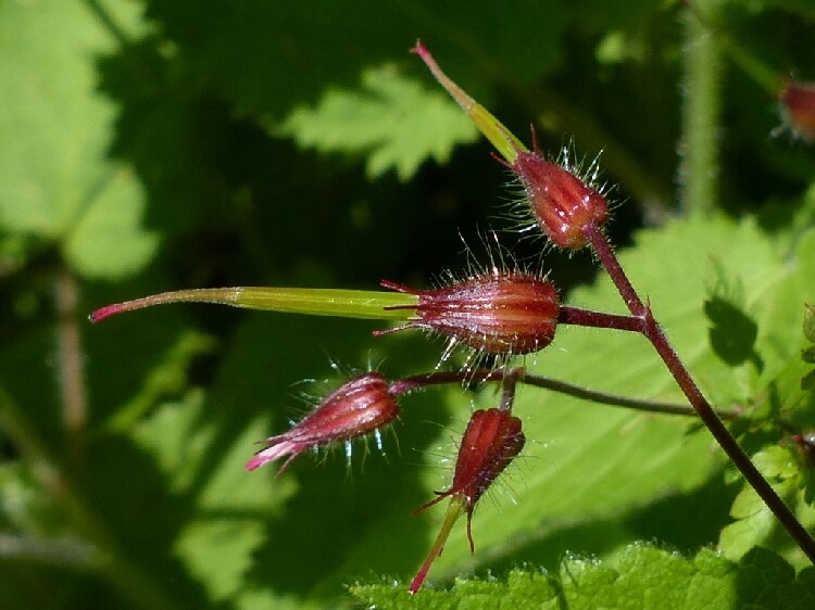 Geranium Dissect Nedir? Geranium Dissect Nedir?