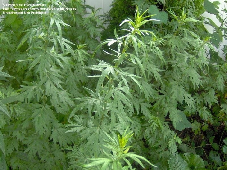 Artemisia Vulgaris Nedir? Artemisia Vulgaris Nedir?