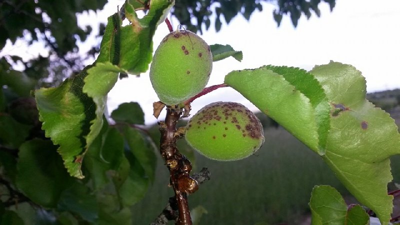 Kays Yaprak Delen Hastal (Coryneum Beijerinckii)