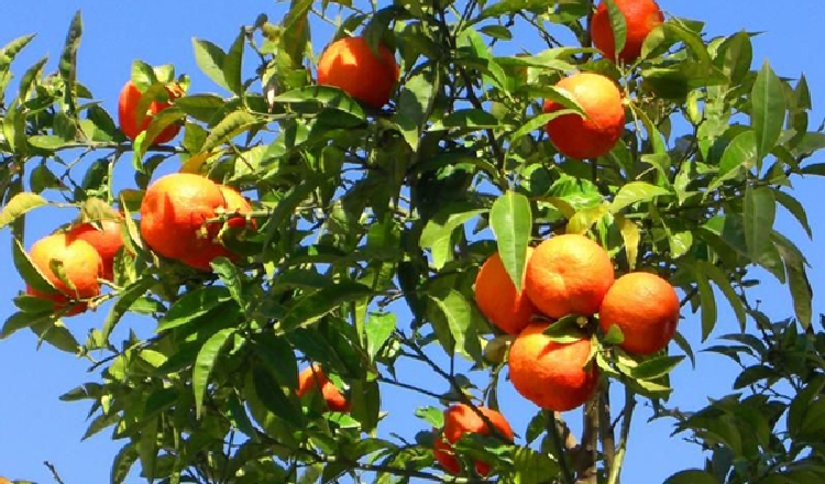 Turunç Nedir, Nasıl Yetiştirilir? Turunç Nedir, Nasıl Yetiştirilir?
