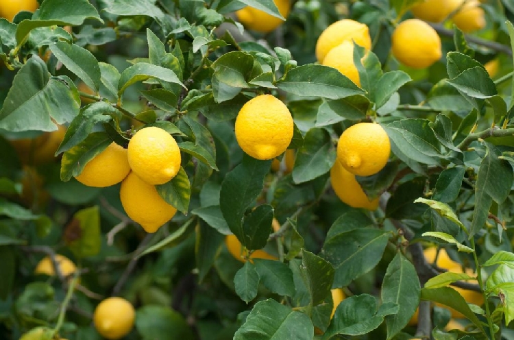 Limon Nedir, Nasıl Yetiştirilir? Limon Nedir, Nasıl Yetiştirilir?