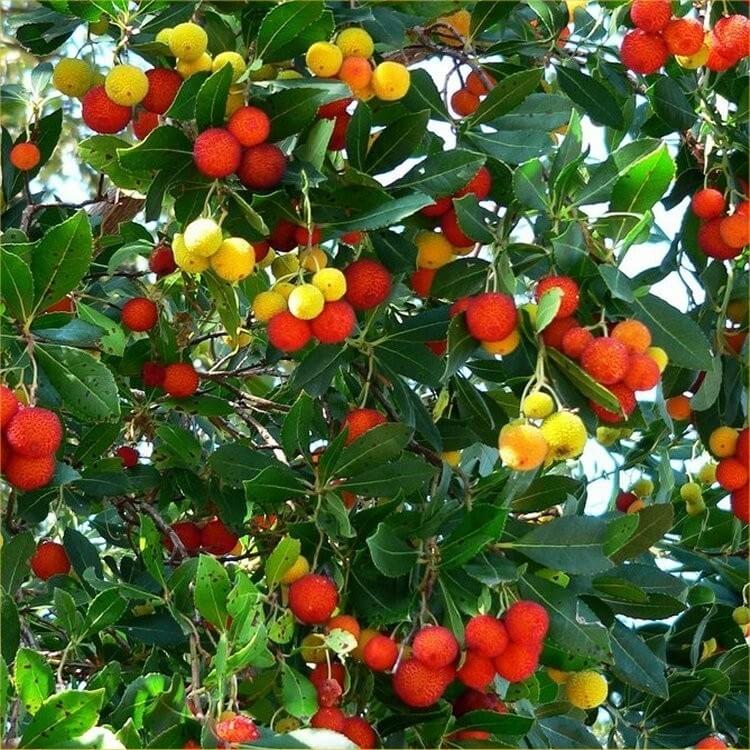 Koca Yemiş Nedir, Nasıl Yetiştirilir? Koca Yemiş Nedir, Nasıl Yetiştirilir?