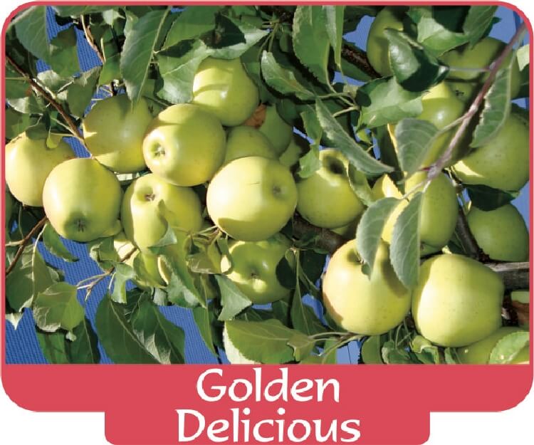 Golden delicious