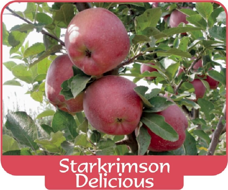 Starkrimson delicious