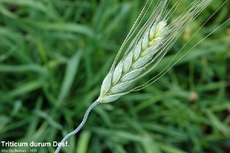 Triticum Durum Nedir? Triticum Durum Nedir?