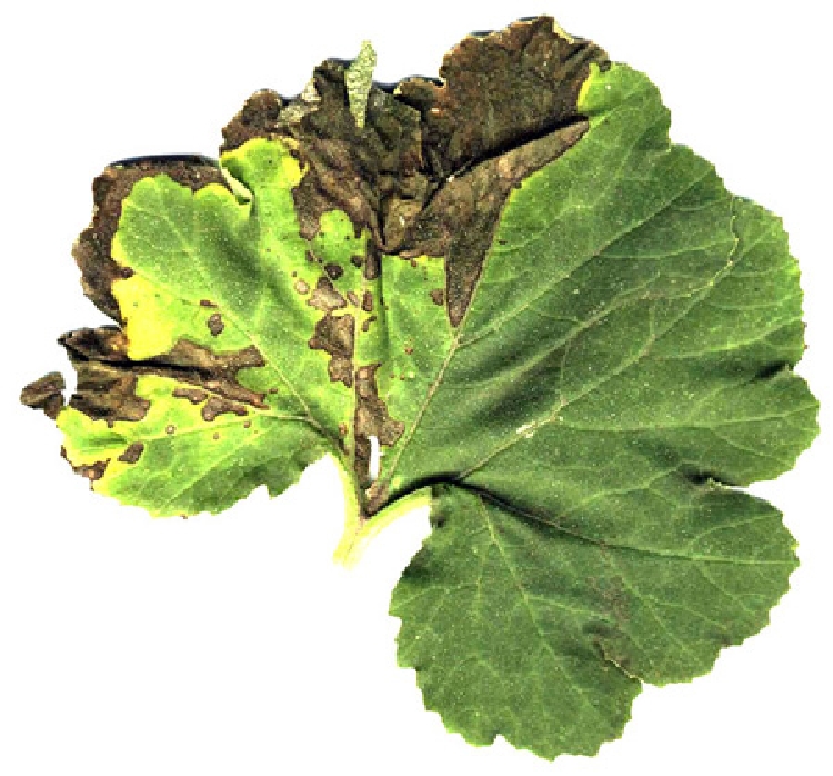 Kabak Bakteriyel Yaprak Lekesi Nedir? Belirtileri, Nedenleri Ve Müc. Kabak Bakteriyel Yaprak Lekesi