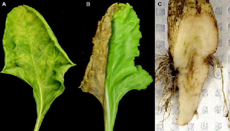 Verticillium Solgunluu Hastal