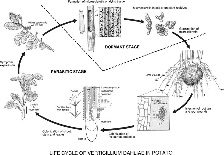 Verticillium Solgunluu Hastal