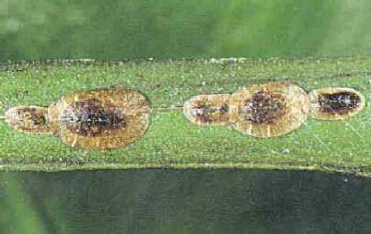 Gri Yumuşak Koşnil Zararlısı (Comlus Pseudomagnoliarum) Gri Yumuşak Koşnil Zararlısı (Comlus Pseudomagnoliarum)