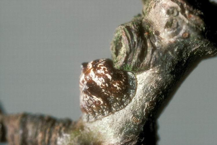 İki Kabarcıklı Koşnil Zararlısı (Palaeolecanium Bituberculatum) İki Kabarcıklı Koşnil Zararlısı (Palaeolecanium Bituberculatum)