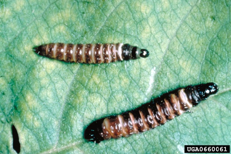 Şeftali Güvesi Zararlısı (Anarsia lineatella) Şeftali Güvesi Zararlısı (Anarsia lineatella)
