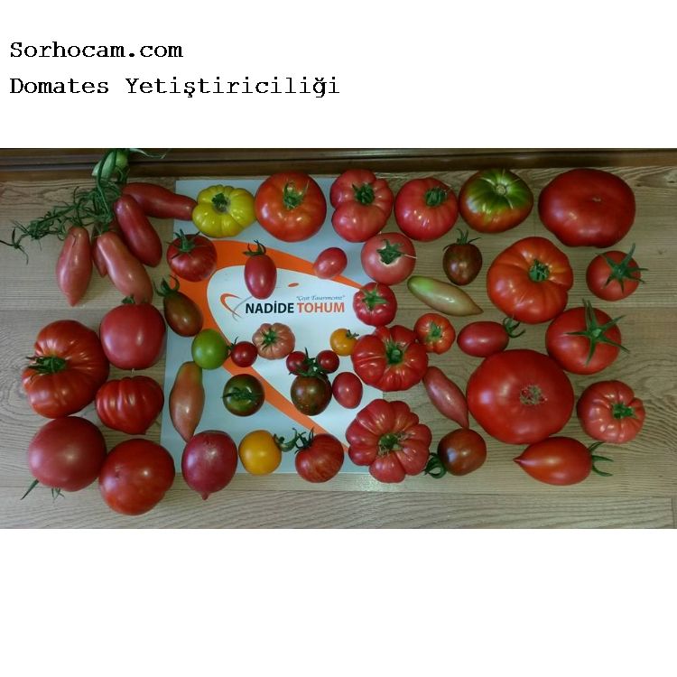 Bodur Cherry Domates Fidesi 10 Adet Fidan Satisi Fide Satisi Internetten Fidan Siparisi Bodur Asili Sertifikali Meyve Fidani Sus Bitkileri
