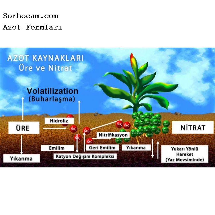 Azot Formları Nelerdir? Azot Formları Nelerdir?