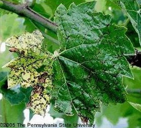 Bağlarda Ölü Kol Hastalığı (Phomopsis Viticola) Bağlarda Ölü Kol Hastalığı (Phomopsis Viticola)
