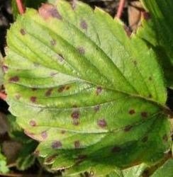 Çilek Yaprak Lekesi Hastalığı (Mycosphaerella Fragariae) Çilek Yaprak Lekesi Hastalığı (Mycosphaerella Fragariae)