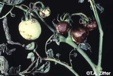 Domates Çift Çizgili Virüsü (Double Striped Tomato Virus) Domates Çift Çizgili Virüsü (Double Striped Tomato Virus)