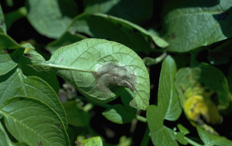 Patates Mildiys (Phytophthora nfestans)