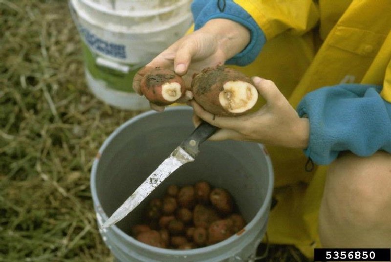 Patates Halka Çürüklüğü (Clavibacter Michiganensis Subsp.)