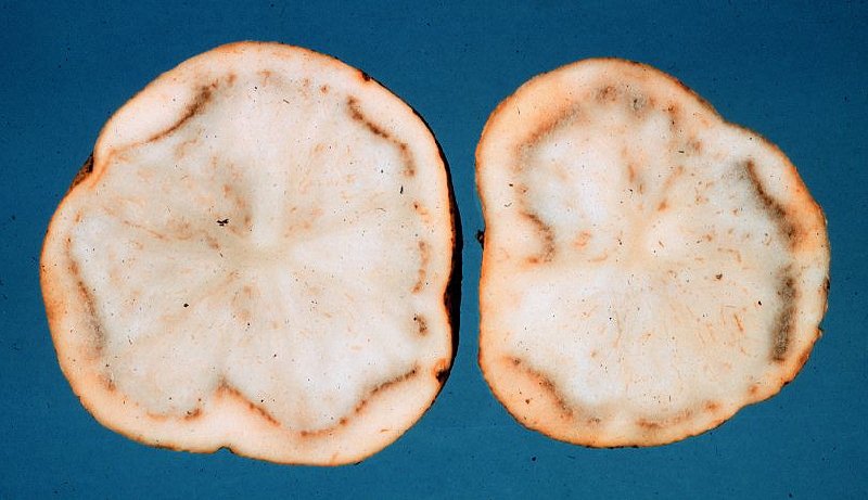 Patates Halka rkl (Clavibacter Michiganensis Subsp.)