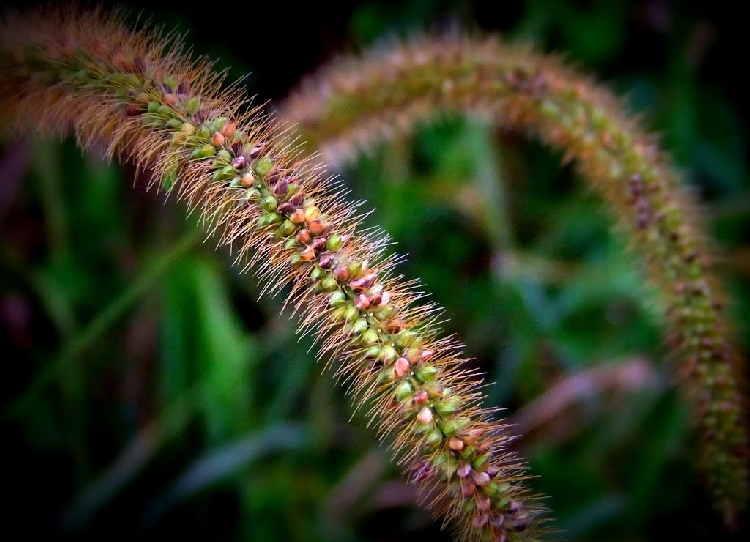 Seteria Glauca Nedir? Seteria Glauca Nedir?