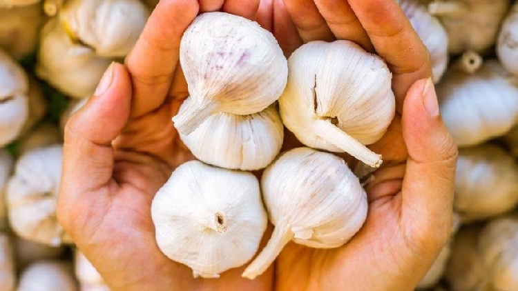 Sarımsak Nedir, Nasıl Yetiştirilir? Sarımsak Nedir, Nasıl Yetiştirilir?