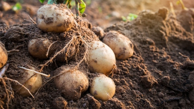 Patates Nedir, Nasıl Yetiştirilir? Patates Nedir, Nasıl Yetiştirilir?