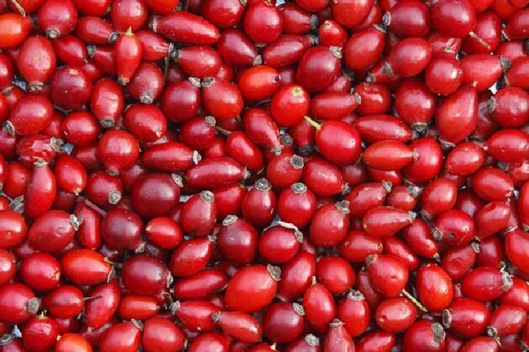 Kuşburnu, Kırmızı Dut Ve Karadutun Faydaları ve Zararları Nelerdir? Kuşburnu, Kırmızı Dut Ve Karadutun Faydaları ve Zararları Nelerdir?
