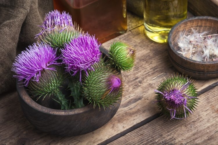 Meryemana Dikeni (Silybum Marianum) Faydaları Ve Zararları Nelerdir? Meryemana Dikeni (Silybum Marianum) Faydaları Ve Zararları Nelerdir?