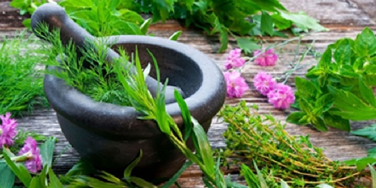 Tıbbi Aromatik Bitki Yetiştiriciliği Nasıl Yapılır? Tıbbi Aromatik Bitki Yetiştiriciliği Nasıl Yapılır?