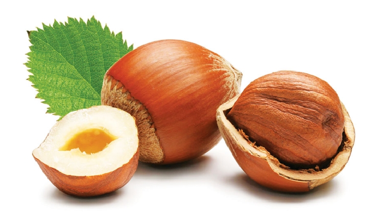 Hangi Fındık Daha Faydalı? Hangi Fındık Daha Faydalı?